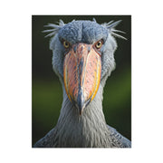 Majestic Shoebill Stork Close-Up Wall Art & Canvas Prints