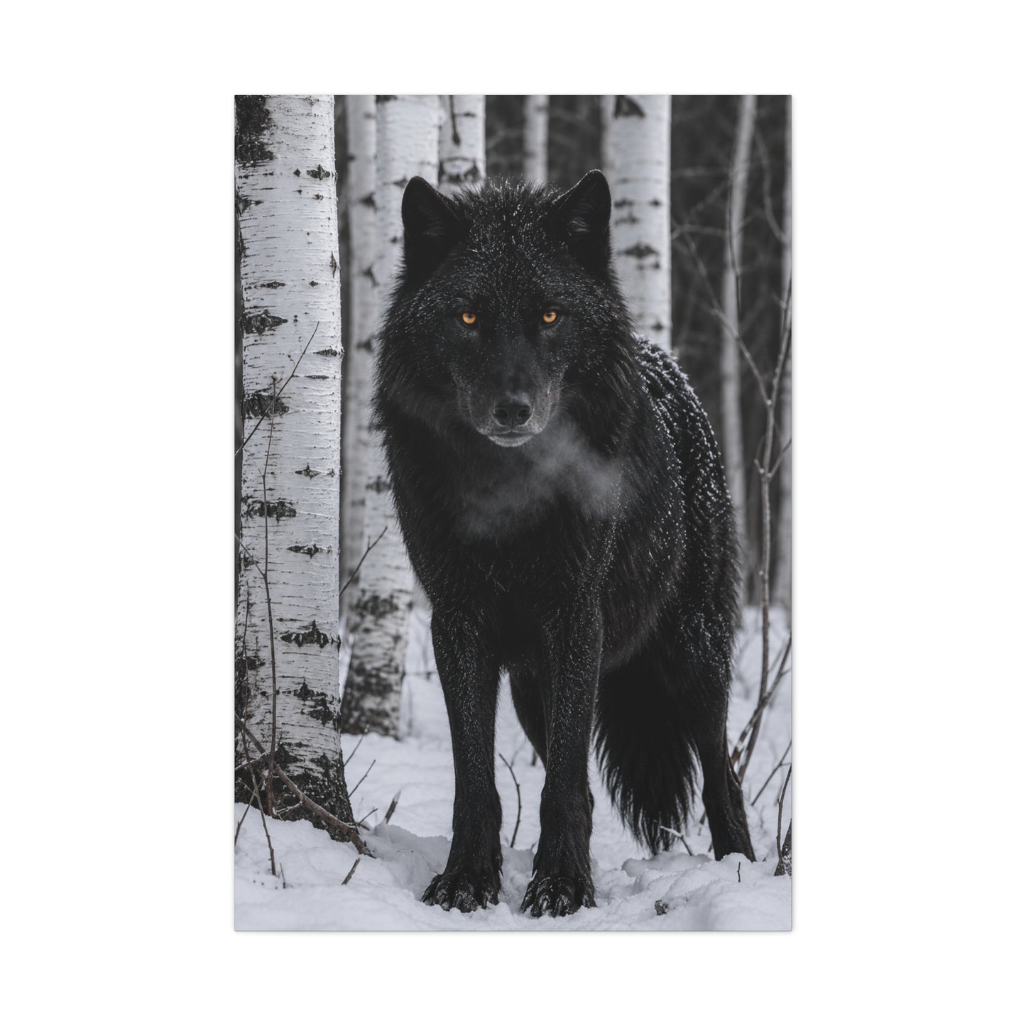 Midnight Black Wolf Aspen Forest Portrait Wall Art & Canvas Print