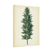 Rosemary Herb Vintage Study Wall Art & Canvas Prints