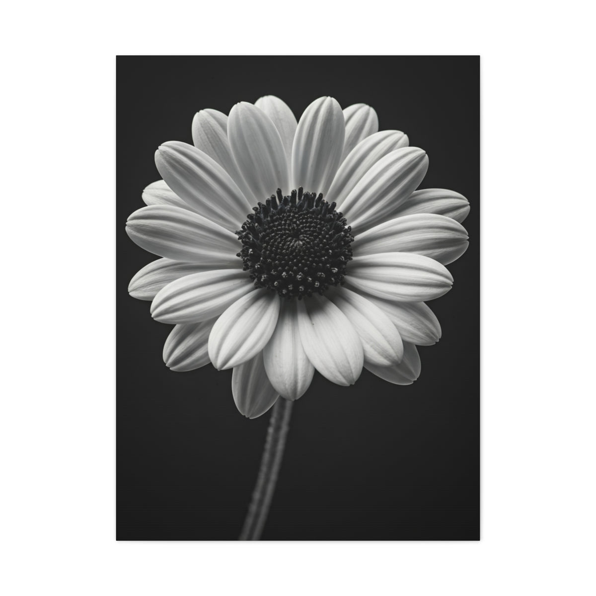 Bold Daisy Contrast Portrait Wall Art & Canvas Prints