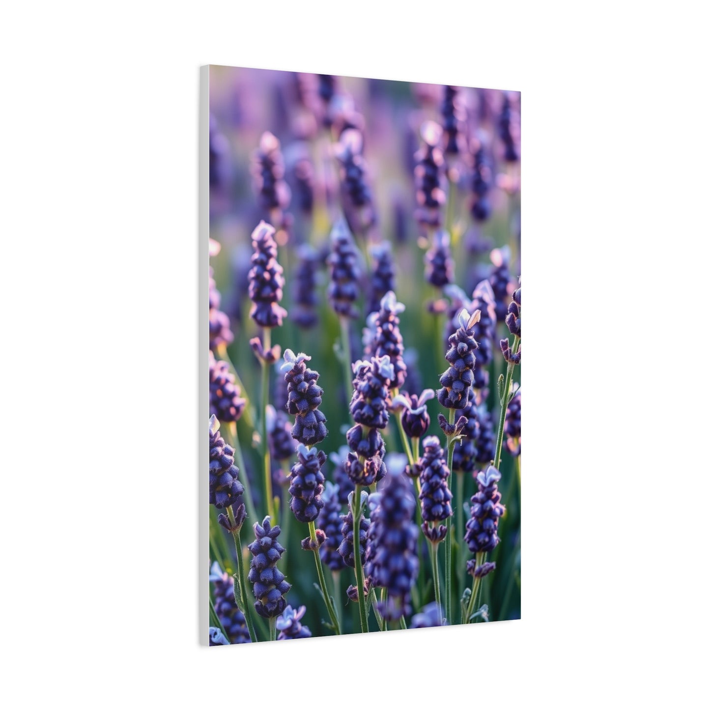 Vision Lavender Herb Art Art Wall Art & Canvas Print