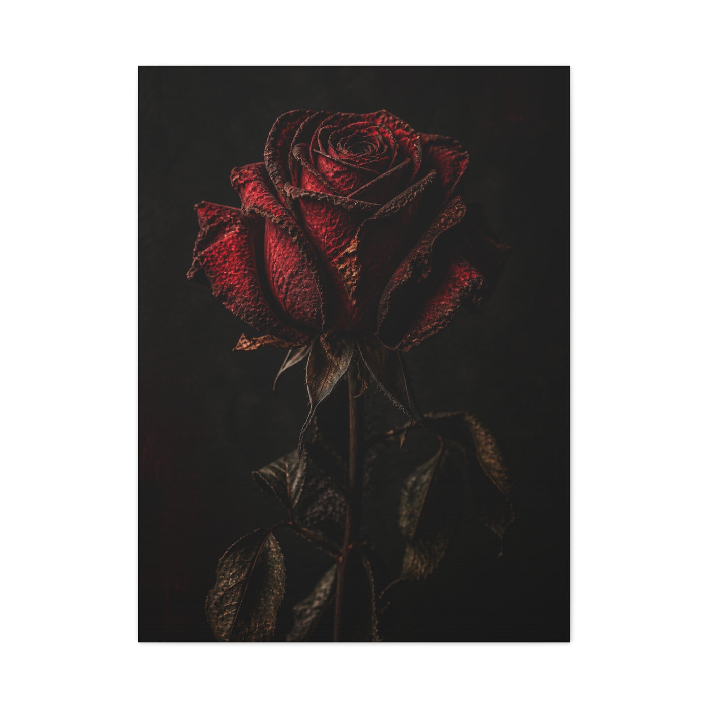 Dark Crimson Rose Still Life Wall Art & Canvas Print
