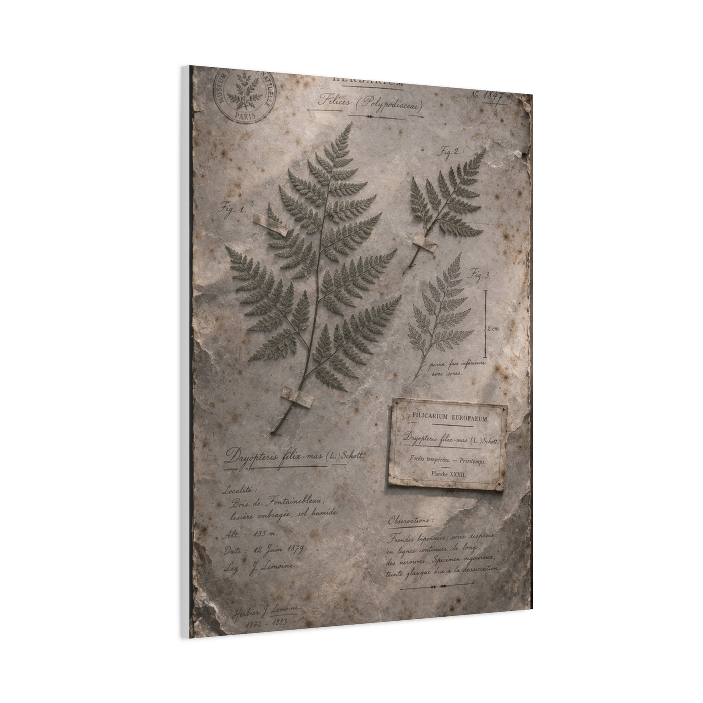 Antique Fern Herbarium Archive Wall Art & Canvas Print