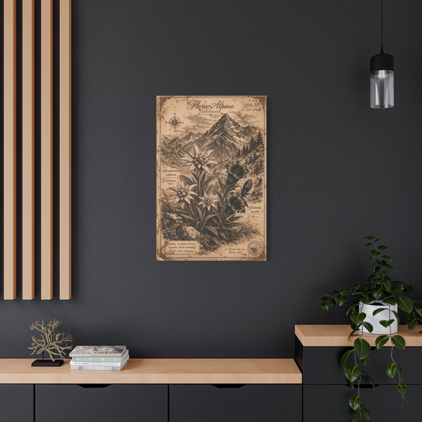 Antique Alpine Flora Engraving Wall Art & Canvas Print