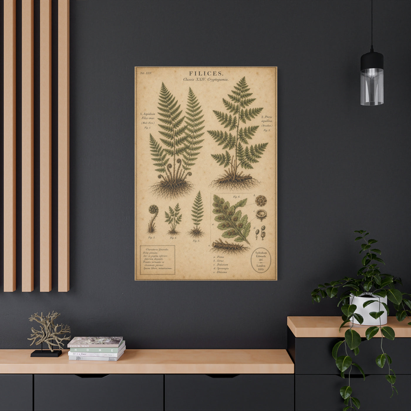 Antique Fern Herbarium Plate Wall Art & Canvas Print