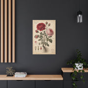 Victorian Rose Botanical Study Wall Art & Canvas Print