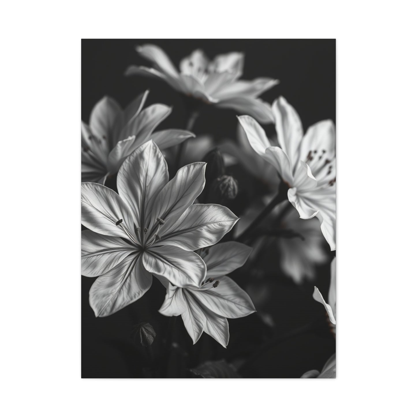 Ebony Whiteness Petal Tableau Wall Art & Canvas Print