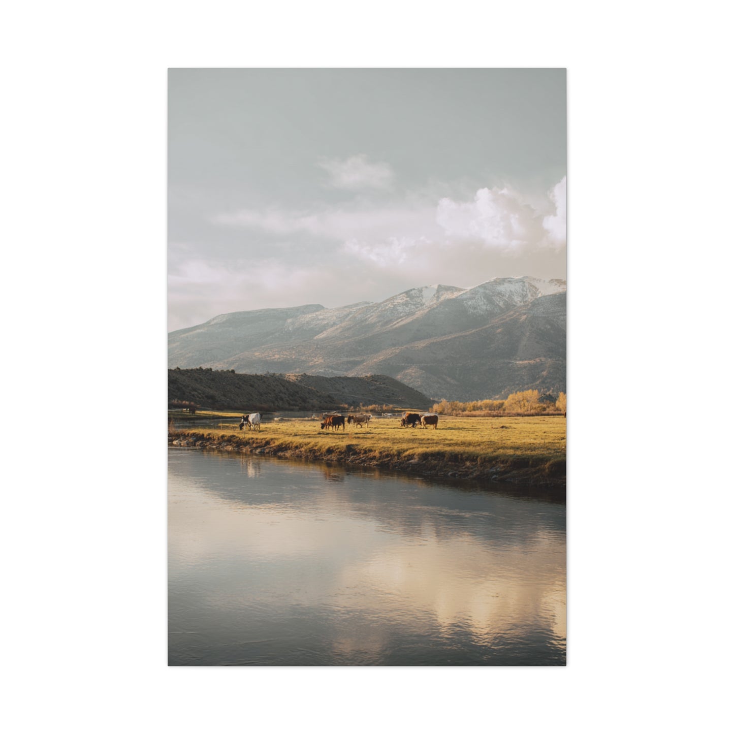 Mountain River Cattle Pasture Wall Art & Canvas Print