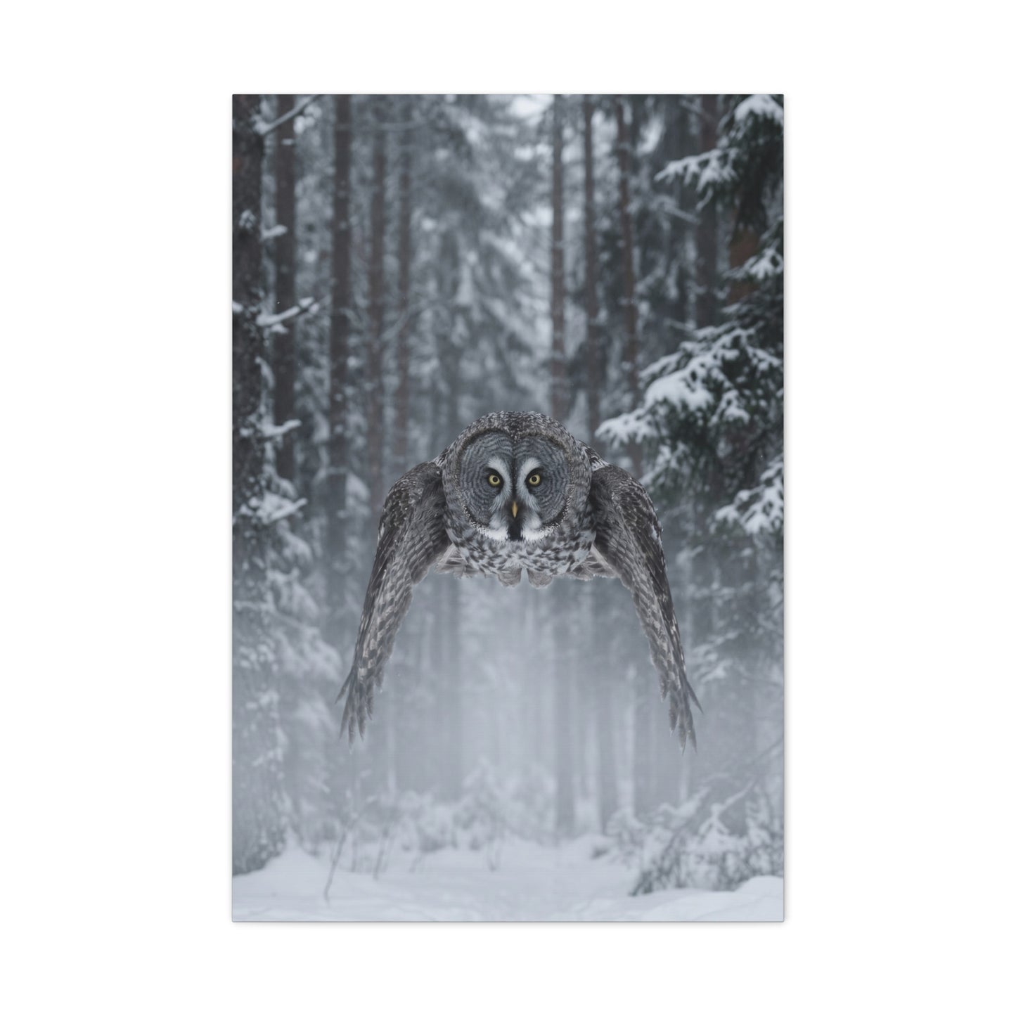 Great Grey Owl Winter Flight Wall Art & Canvas Print