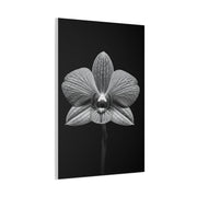 Orchid Serenity Study Wall Art & Canvas Prints