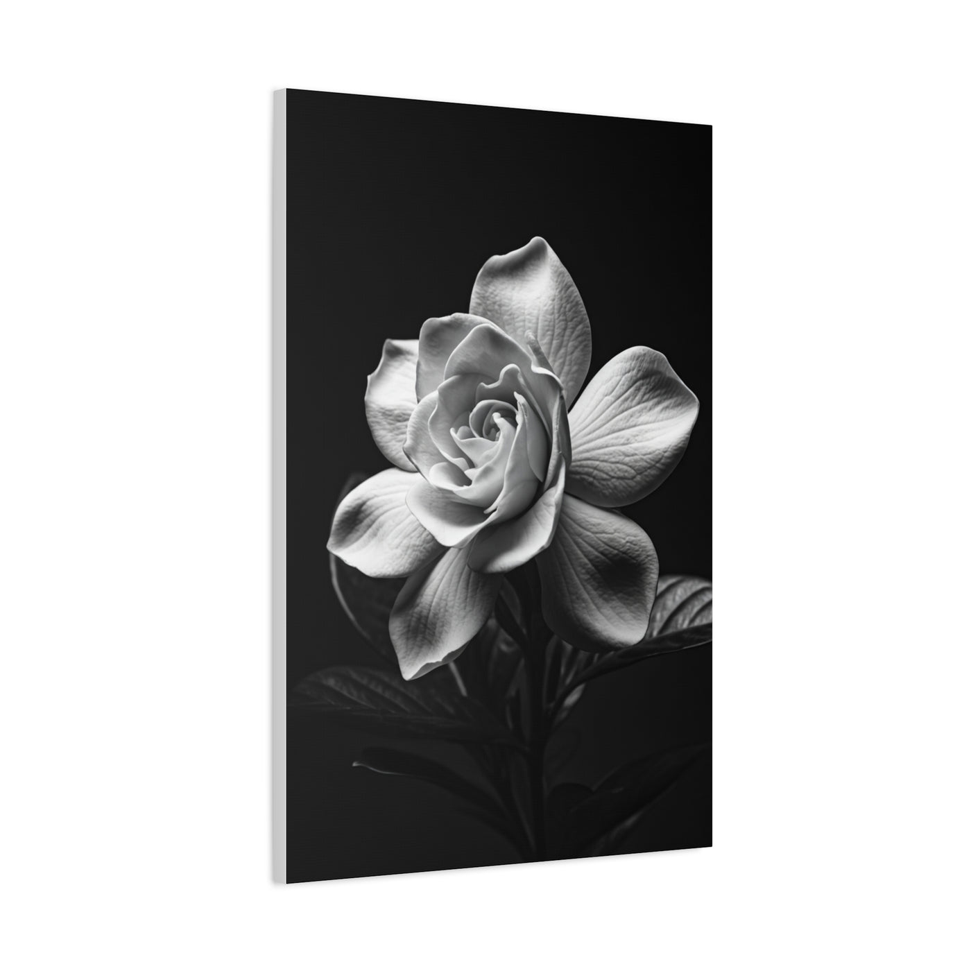Romantic Garden Rose Monochrome Wall Art & Canvas Prints