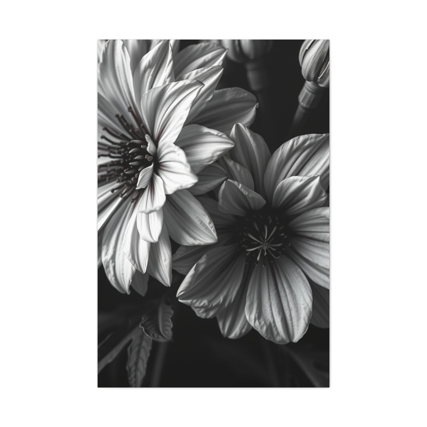 Opulent Petals in Duotone Wall Art & Canvas Print