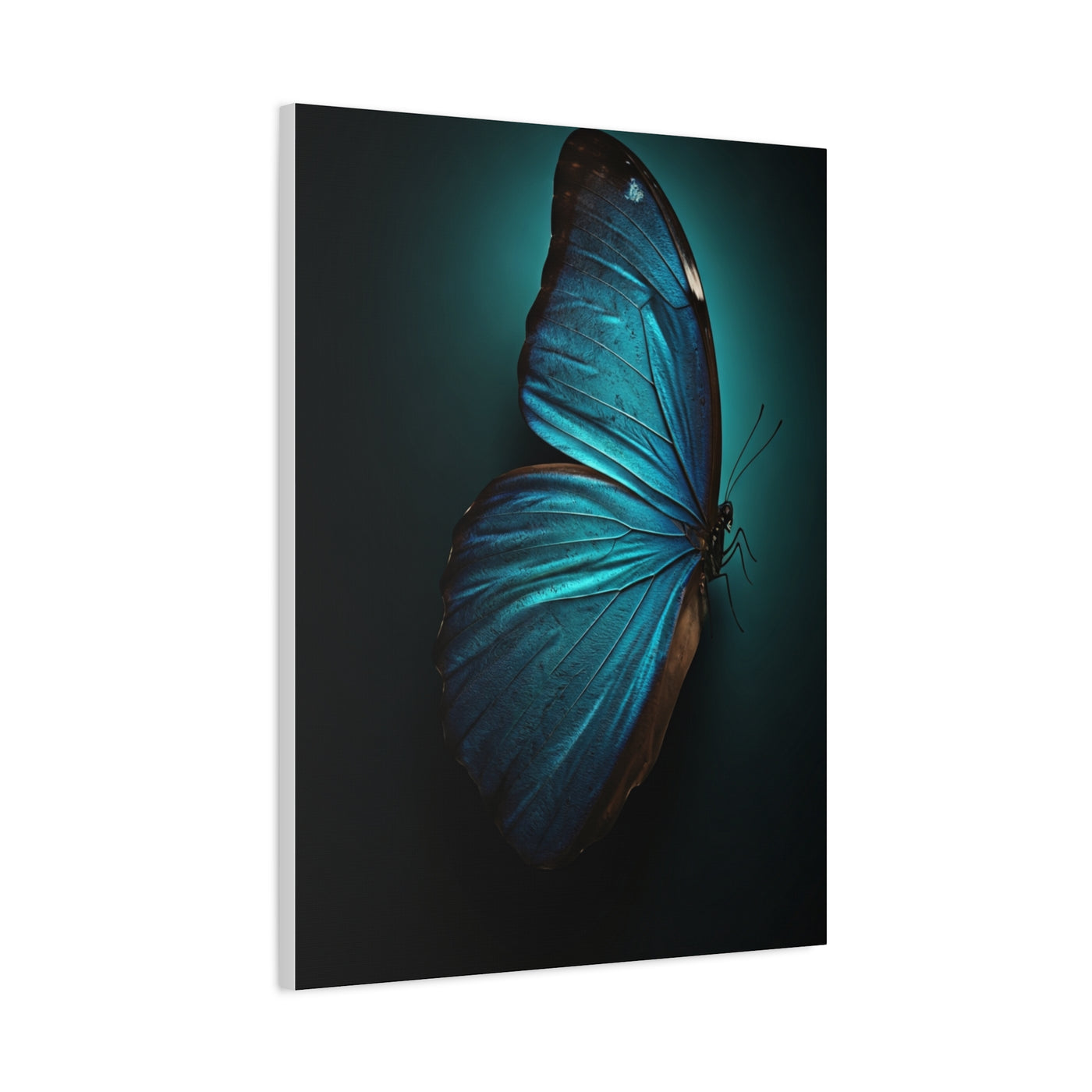 Blue Morpho Butterfly Side Profile Study Wall Art & Canvas Prints