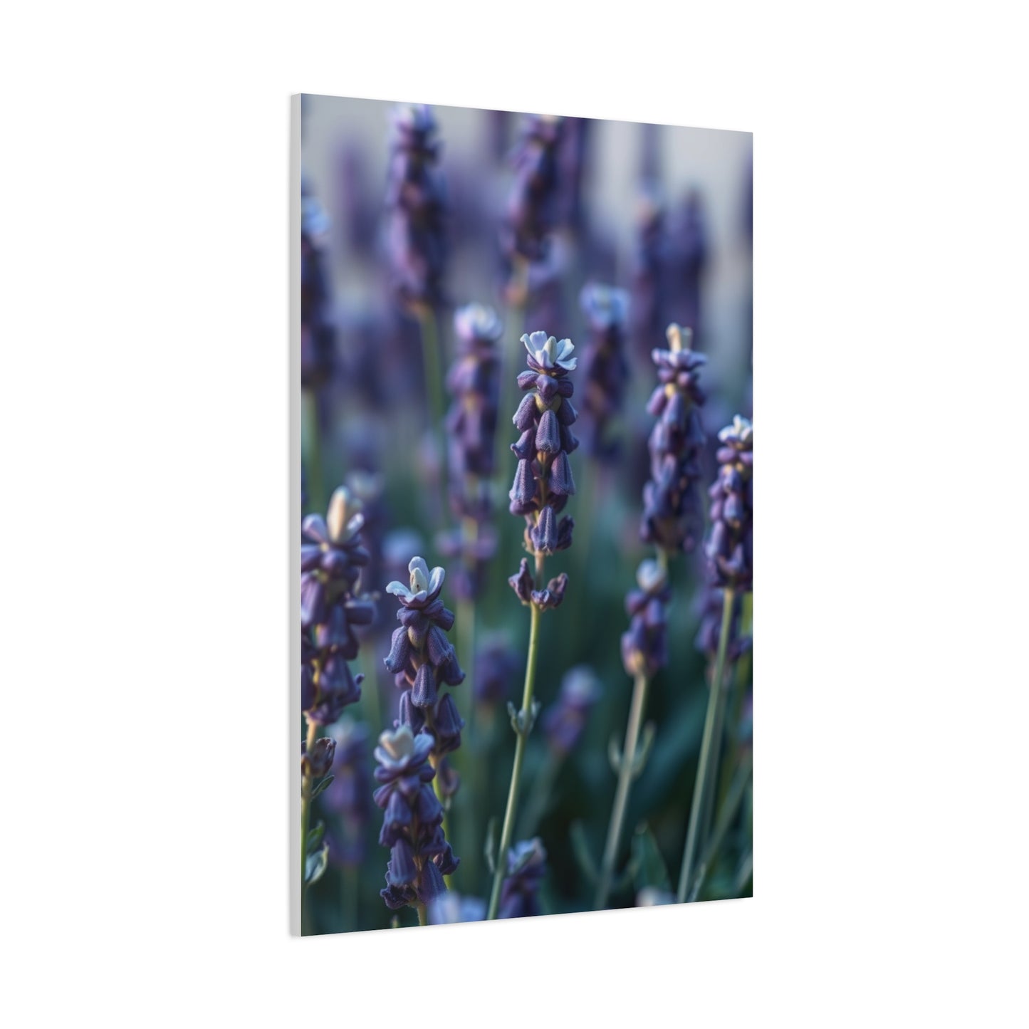 Lavender Herb Art Canvas Art 6 Wall Art & Canvas Print