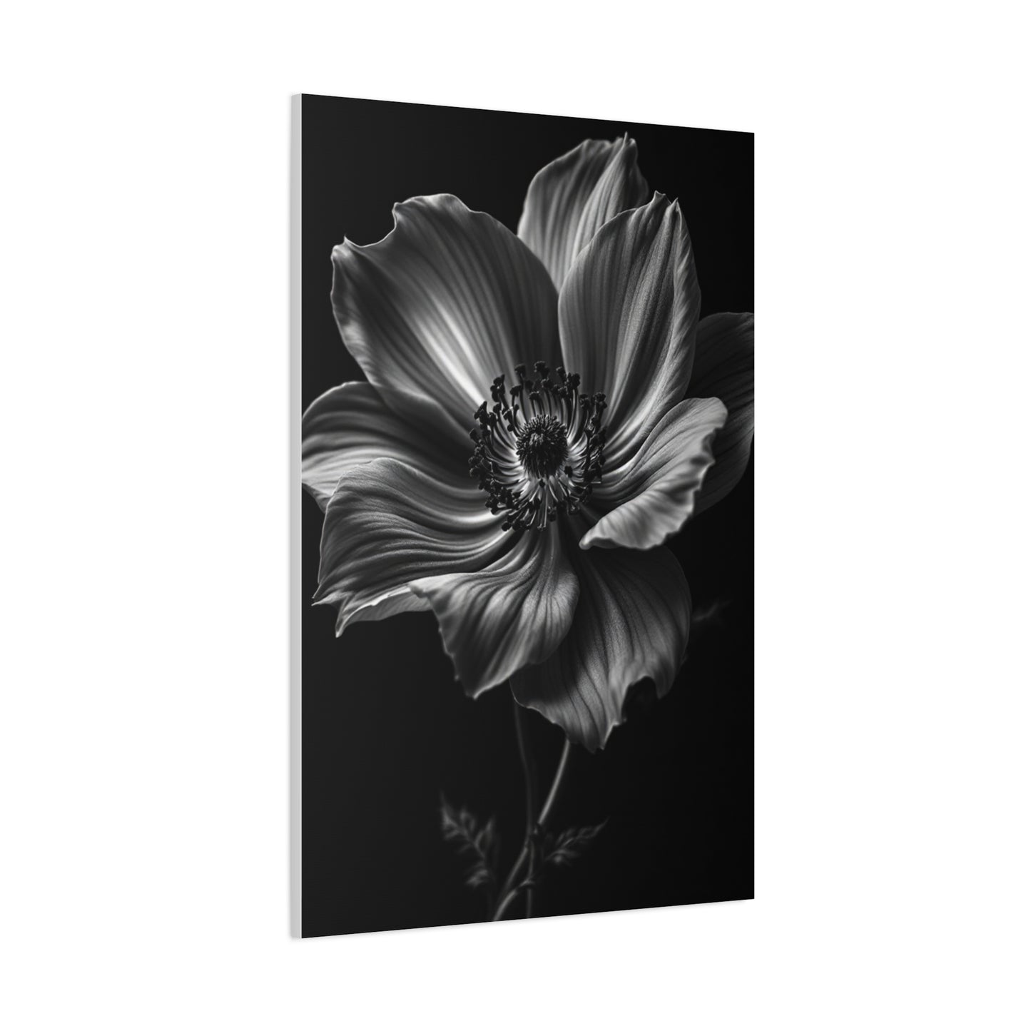 Anemone Bloom with Dramatic Center Wall Art & Canvas Prints