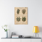 Vintage Herbarium Culinary Study Wall Art & Canvas Print
