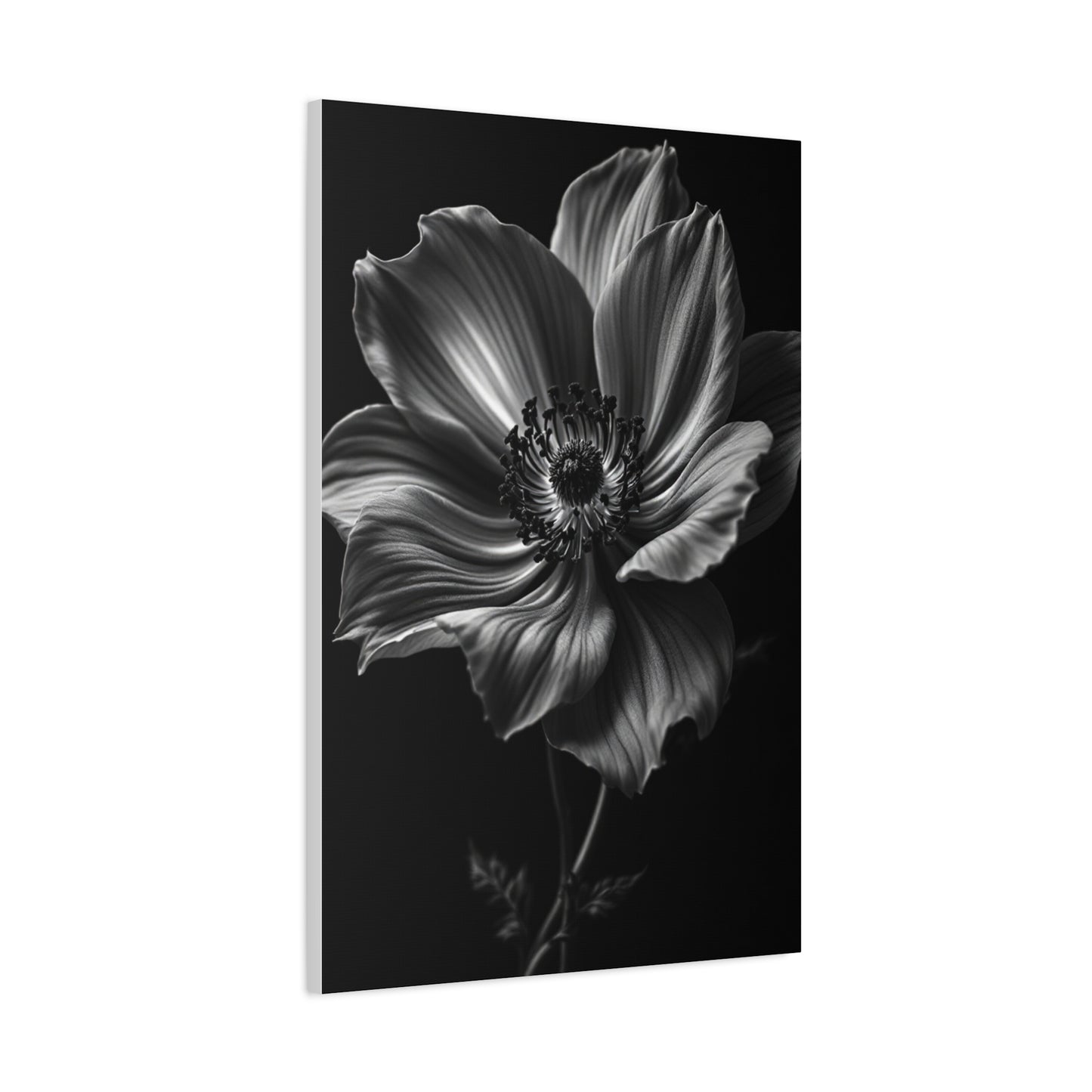 Anemone Bloom with Dramatic Center Wall Art & Canvas Prints