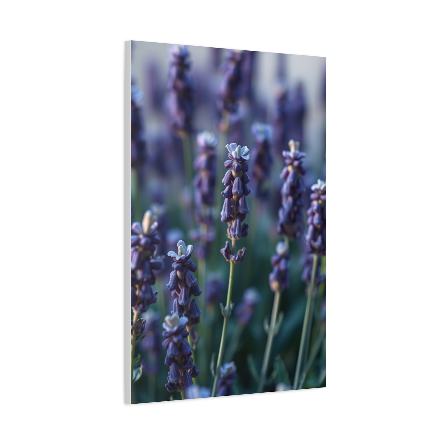 Lavender Herb Art Canvas Art 6 Wall Art & Canvas Print