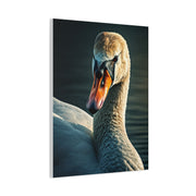 Serene Swan Reflection Wall Art & Canvas Prints