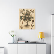 Vintage Magnolia Botanical Study Trees Wall Art & Canvas Print