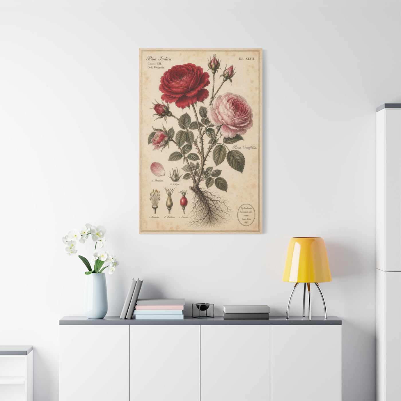 Victorian Rose Botanical Study Wall Art & Canvas Print