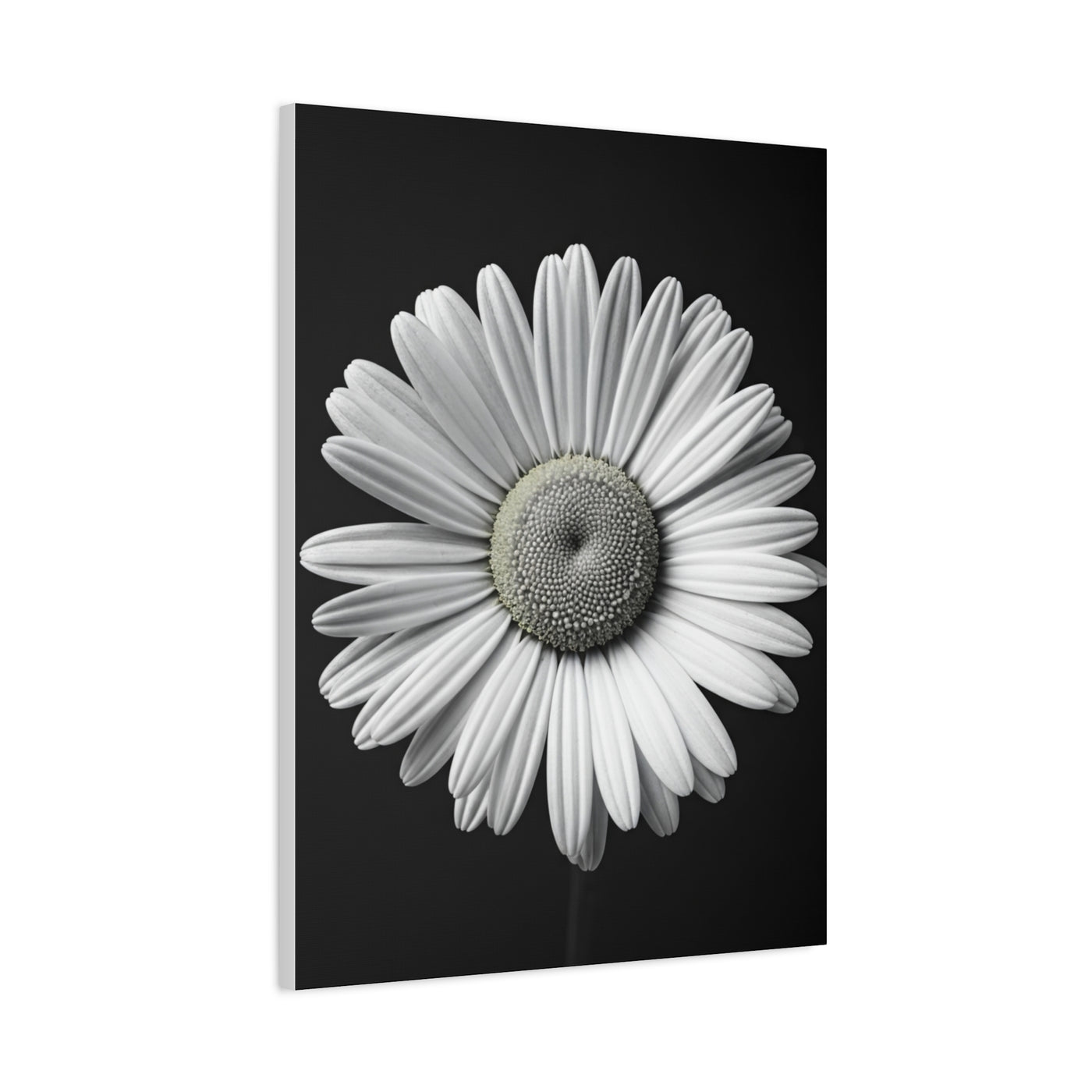 White Daisy Bloom Portrait Wall Art & Canvas Prints