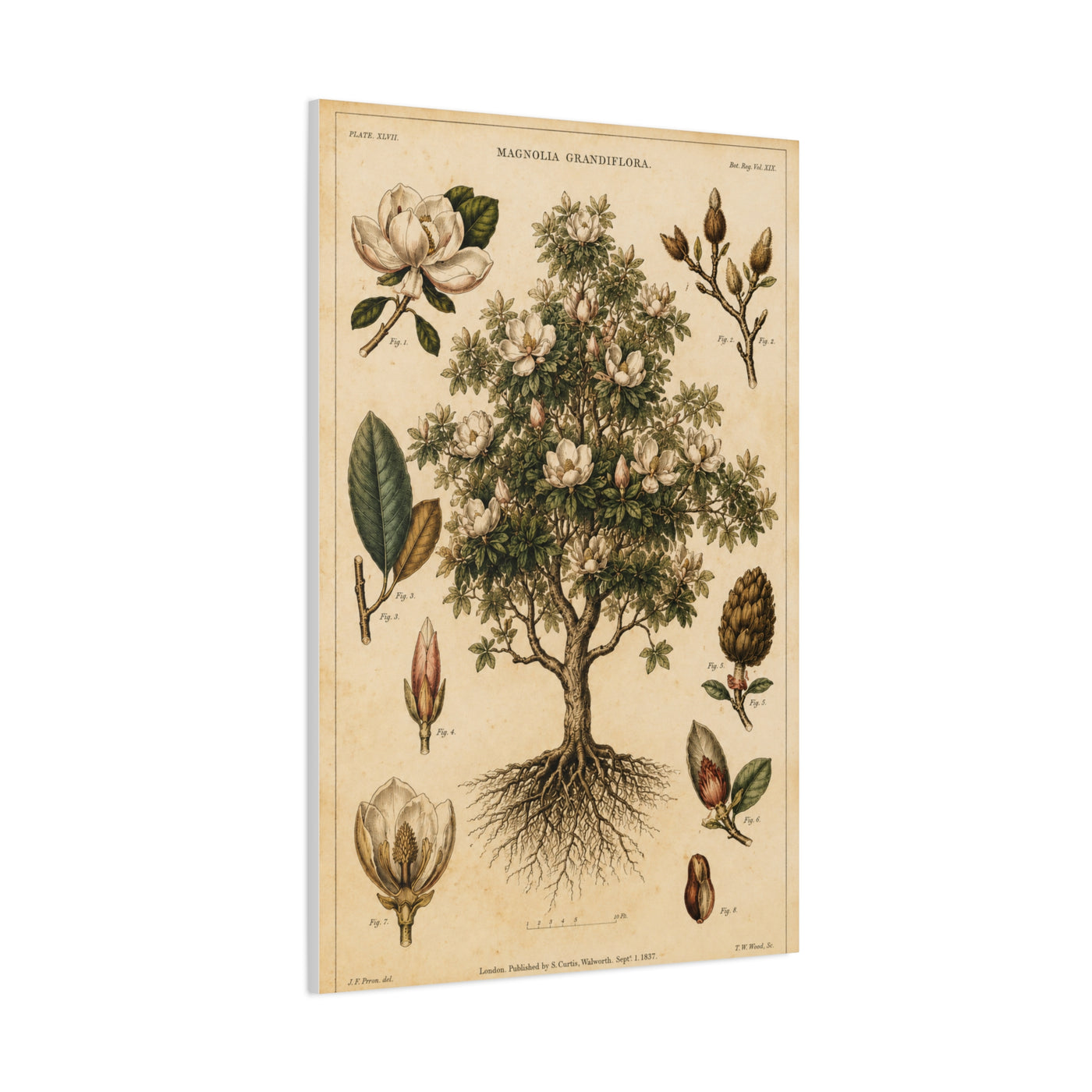 Vintage Magnolia Botanical Study Trees Wall Art & Canvas Print