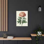 Peony Flower Study Wall Art & Canvas Prints