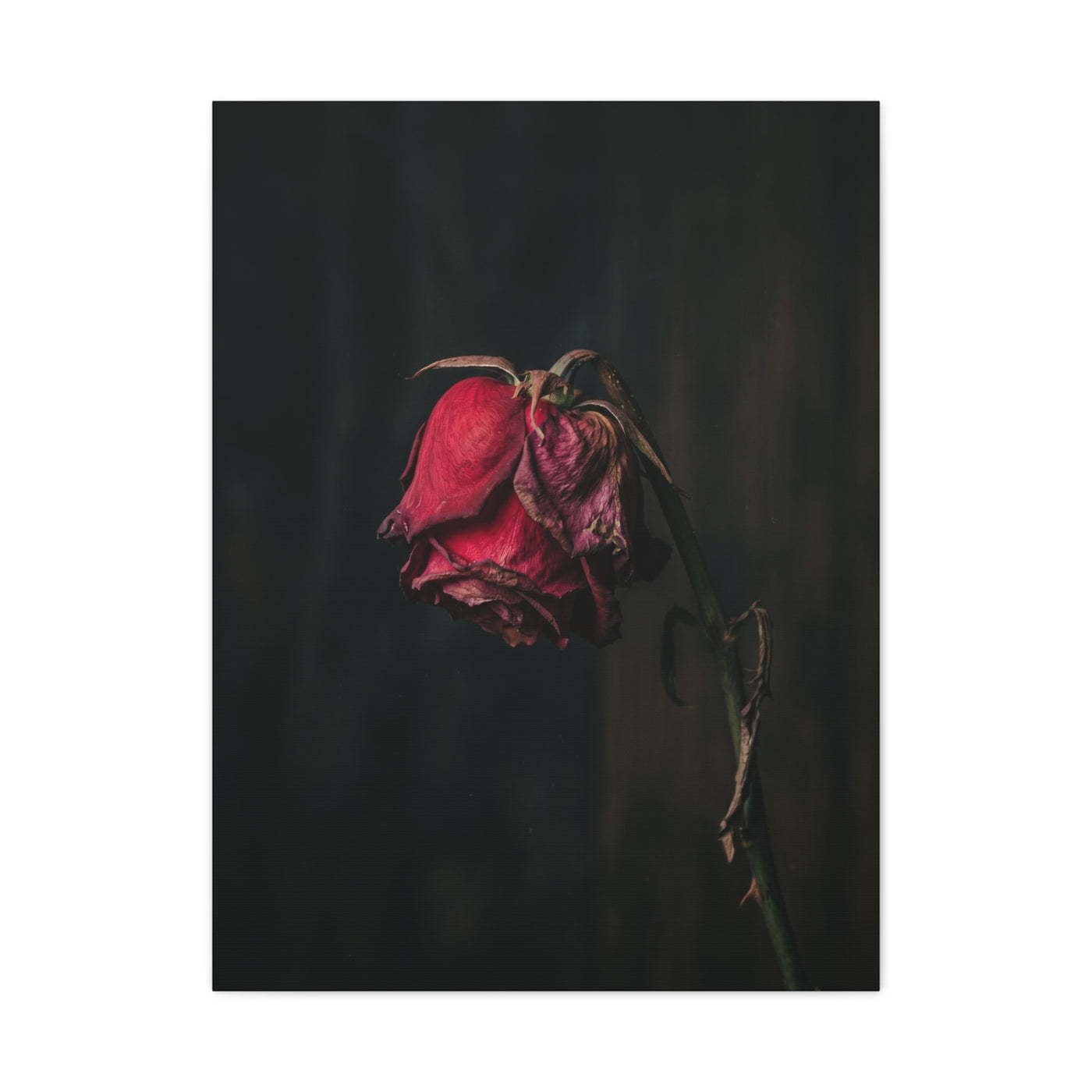 Withered Crimson Rose Still Life Wall Art & Canvas Print