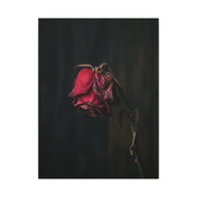 Withered Crimson Rose Still Life Wall Art & Canvas Print