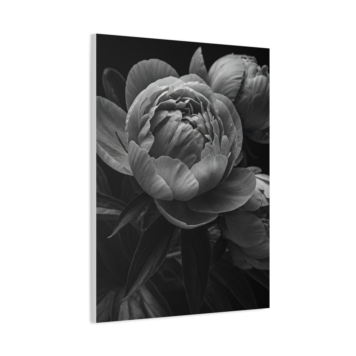 Peony Close-Up in Black and White Wall Art & Canvas Prints