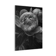 Peony Close-Up in Black and White Wall Art & Canvas Prints