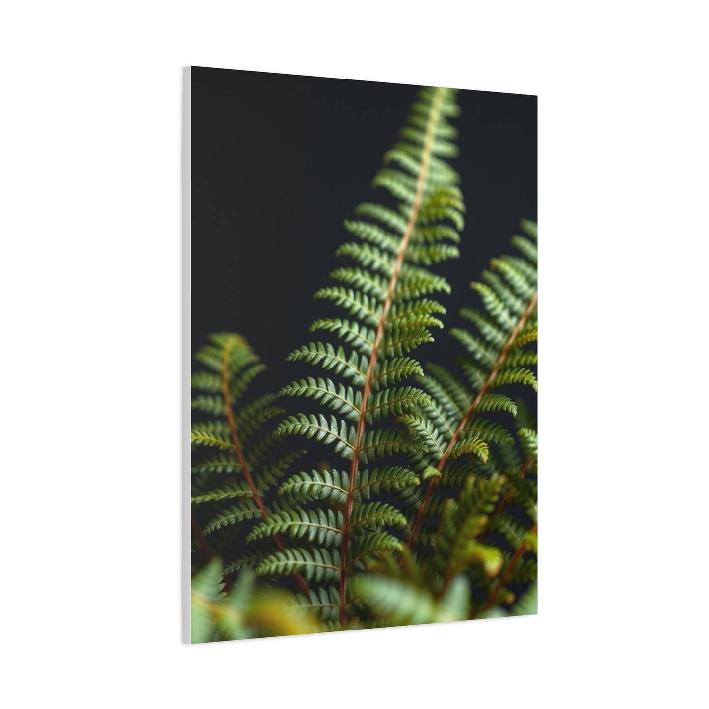 Fern Art Supreme Canvas Wall Art & Canvas Print