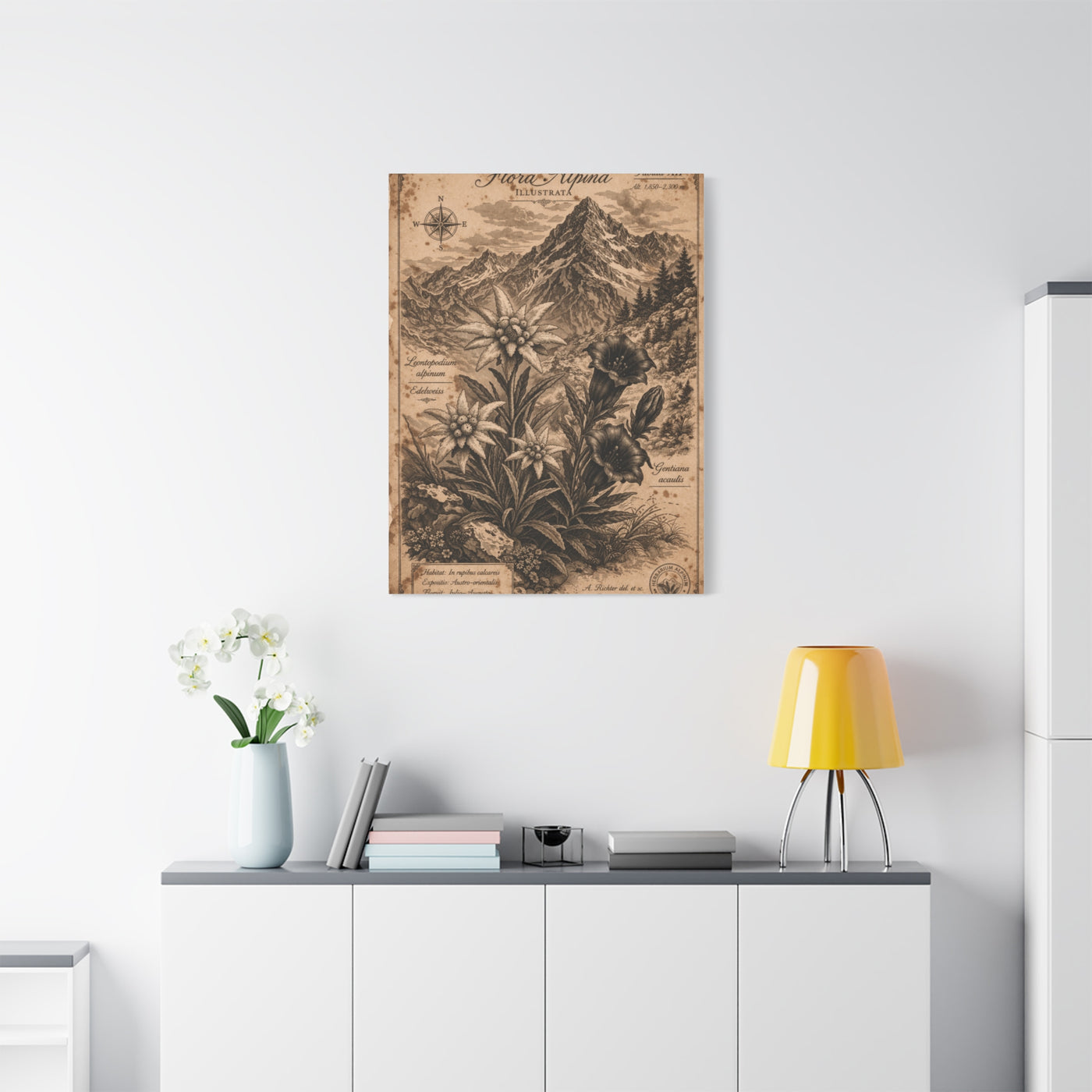 Antique Alpine Flora Engraving Wall Art & Canvas Print