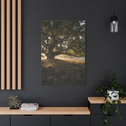 Ancient Oak Golden Dawn Landscape Trees Wall Art & Canvas Print