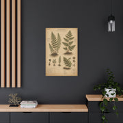 Antique Fern Herbarium Plate Wall Art & Canvas Print