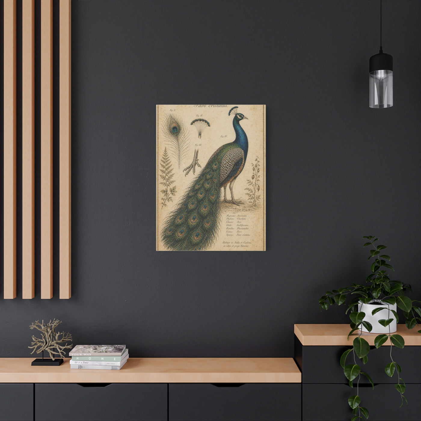Victorian Scientific Peacock Study Wall Art & Canvas Print