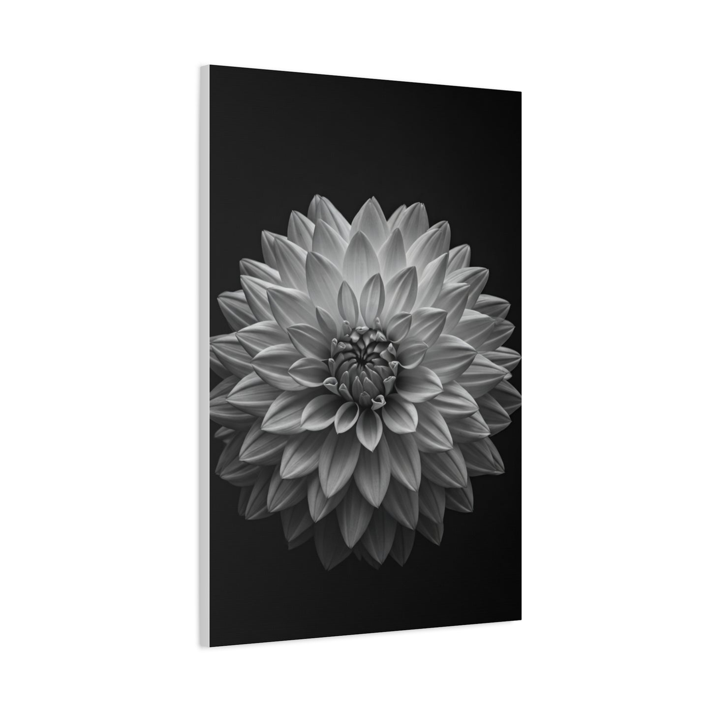 Dahlia Bloom in Shadow Monochrome Wall Art & Canvas Prints