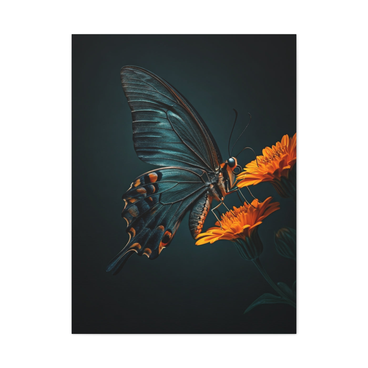 Dark Swallowtail Butterfly on Orange Blossoms Wall Art & Canvas Prints