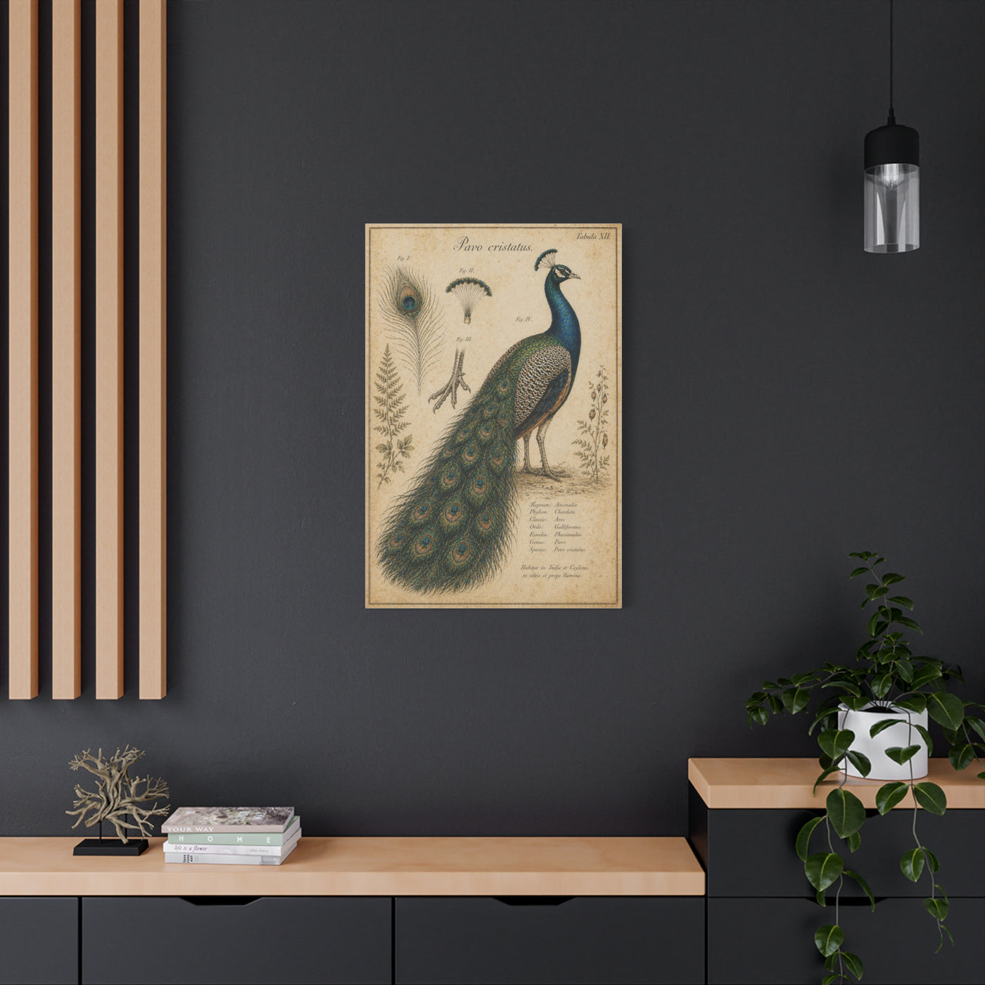 Victorian Scientific Peacock Study Wall Art & Canvas Print