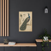 Victorian Scientific Peacock Study Wall Art & Canvas Print