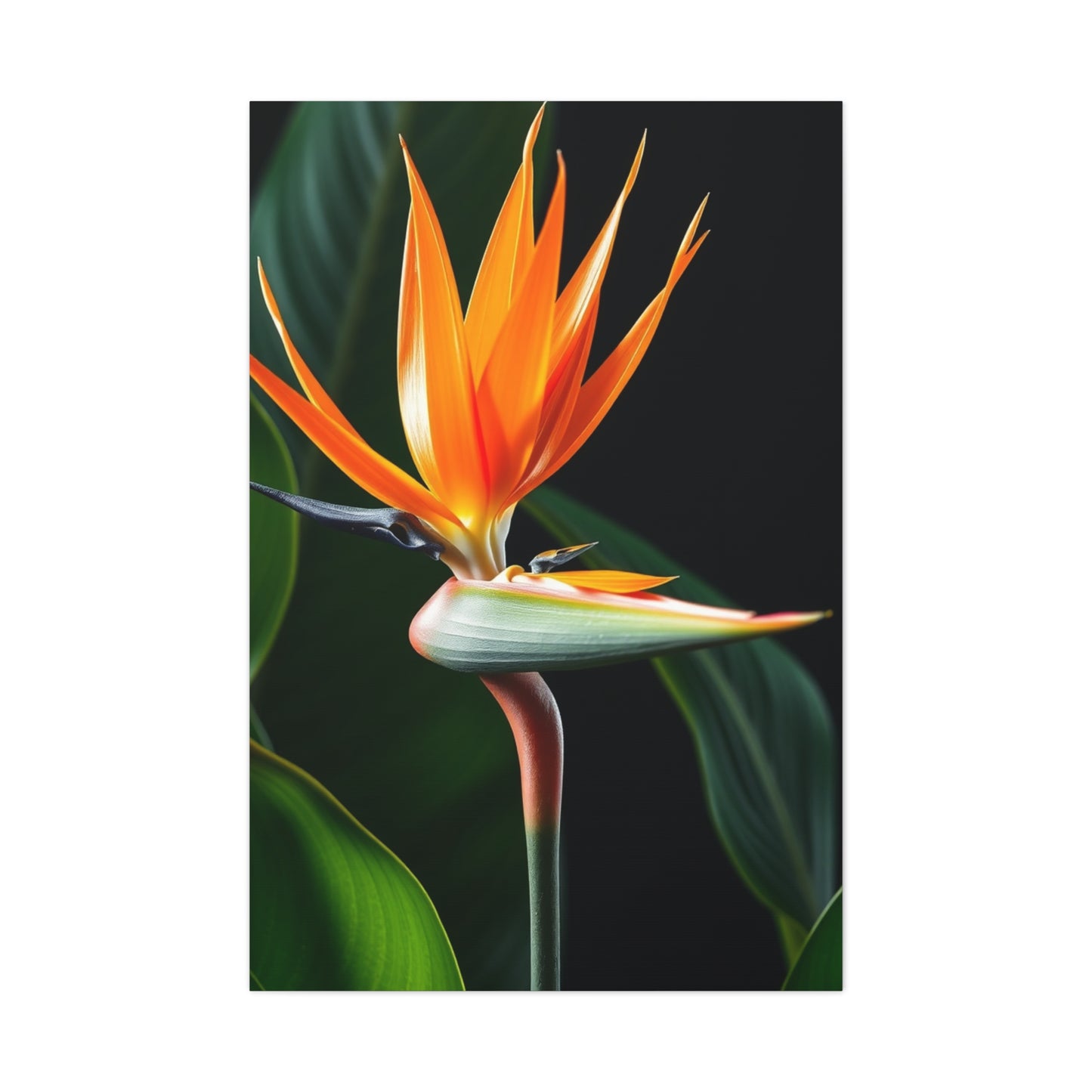 Supreme Bird of Paradise Plant Art Beautiful Collection Wall Art & Canvas Print
