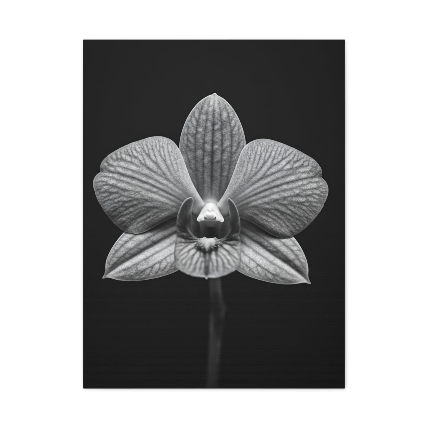 Orchid Serenity Study Wall Art & Canvas Prints