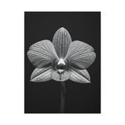 Orchid Serenity Study Wall Art & Canvas Prints