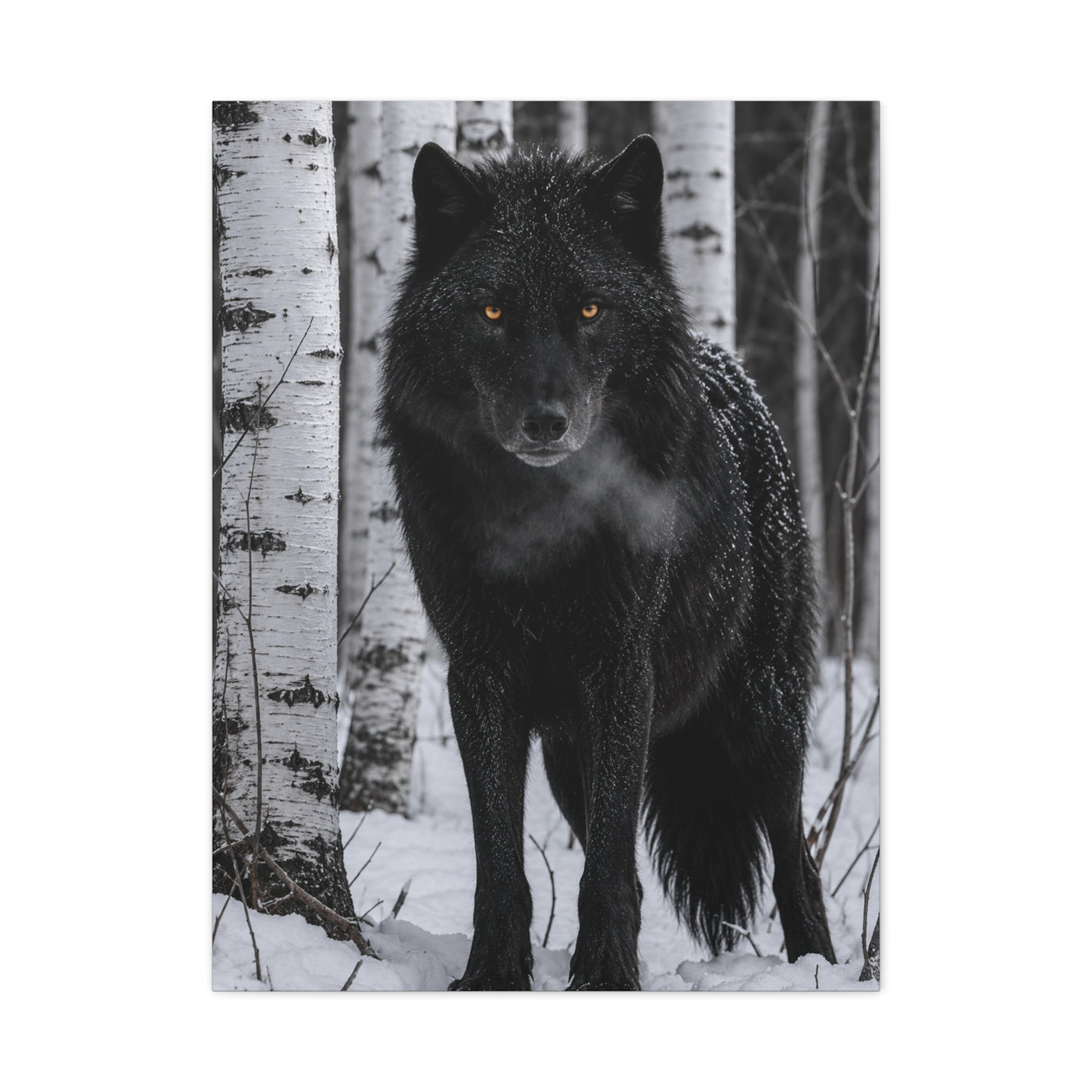 Midnight Black Wolf Aspen Forest Portrait Wall Art & Canvas Print
