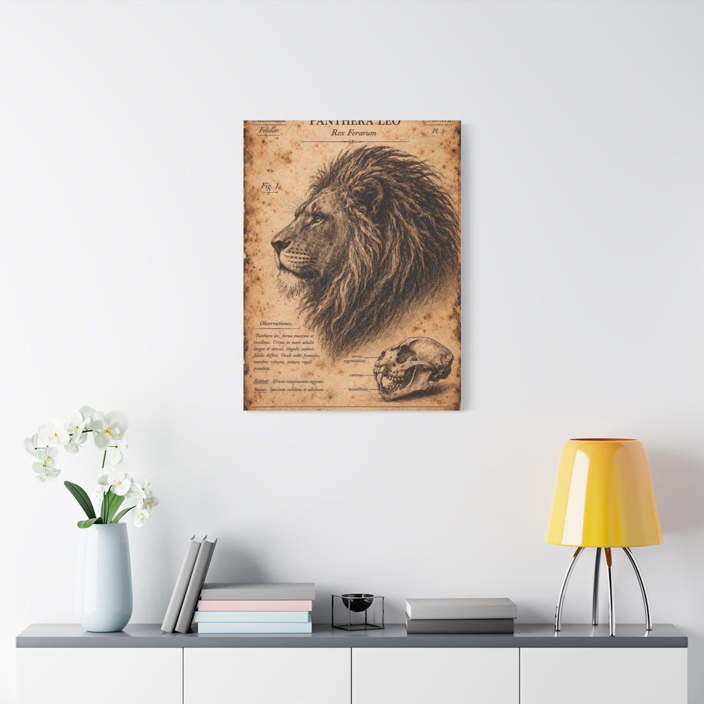 Vintage Lion Natural History Study Wall Art & Canvas Print