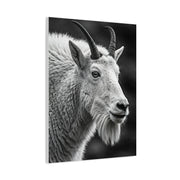 Alpine Goat Portrait Wall Art & Canvas Prints