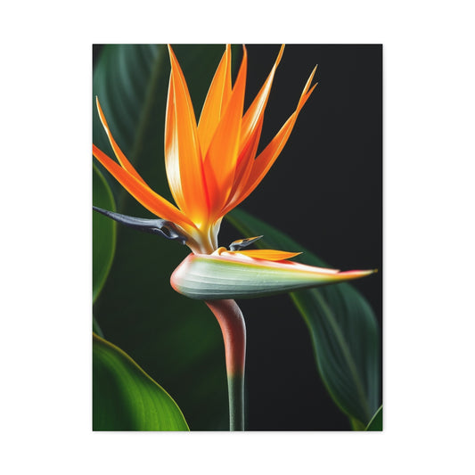 Supreme Bird of Paradise Plant Art Beautiful Collection Wall Art & Canvas Print