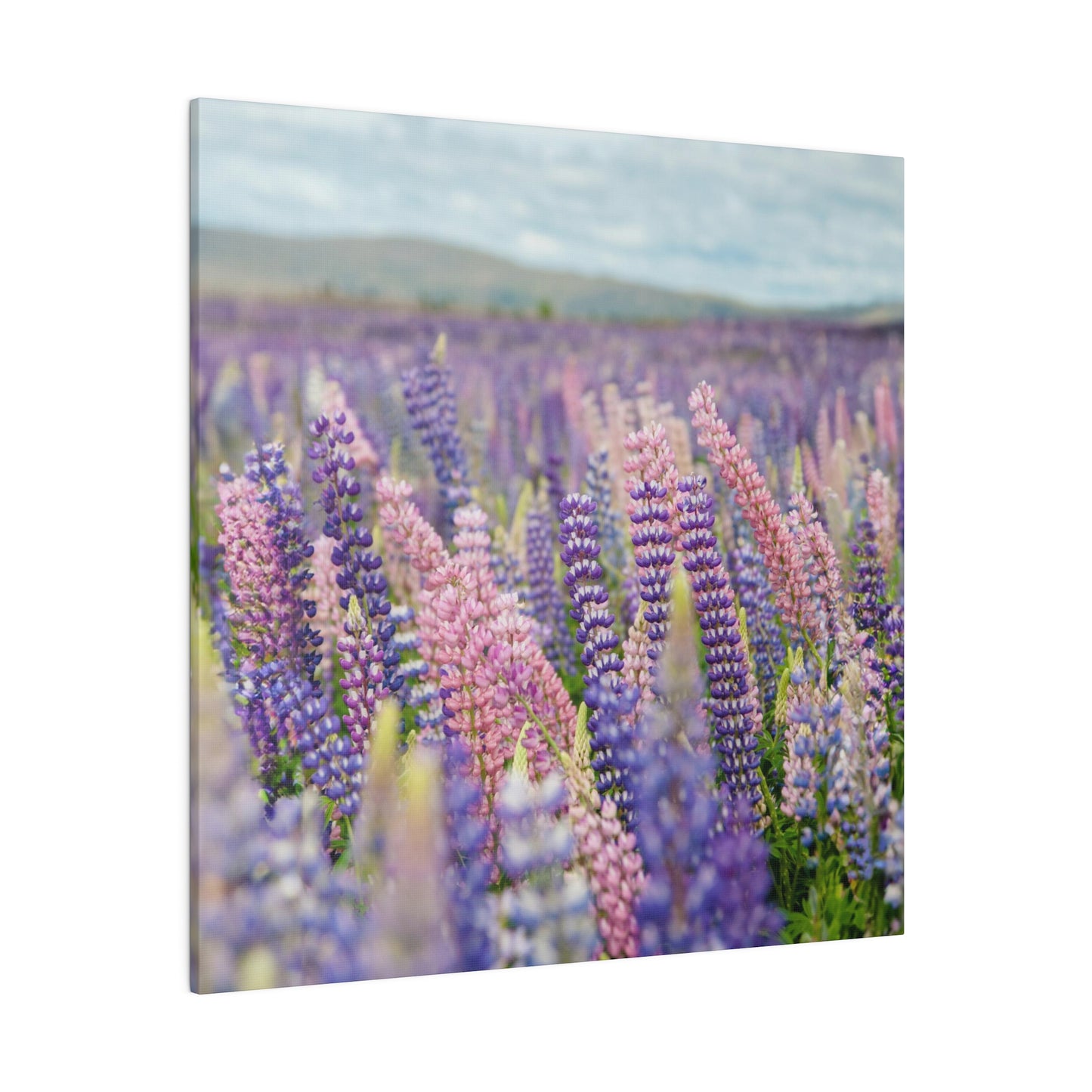 Lavender Flower Wall Art and Canvas Prints