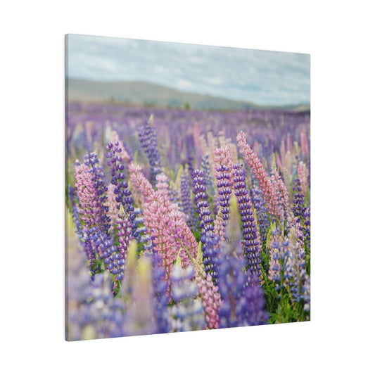 Lavender Flower Wall Art and Canvas Prints